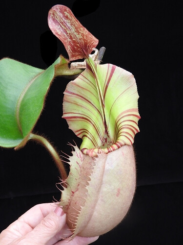Nepenthes veitchii "Bario Squat - Candy Stripe” BE-4033 (Grex 2)