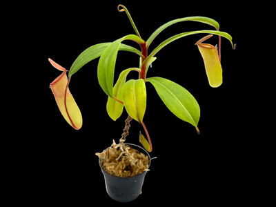 Nepenthes ventricosa x dubia - Super cute! 