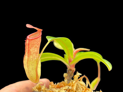 Nepenthes ventricosa x dubia - Super cute! 
