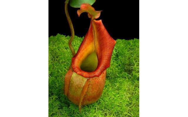 Nepenthes veitchii BE-3482 “Phil Mann clone”