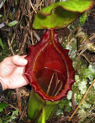 Nepenthes rajah X lowii BE-4502