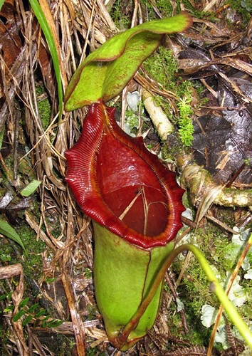 Nepenthes rajah X lowii BE-4502