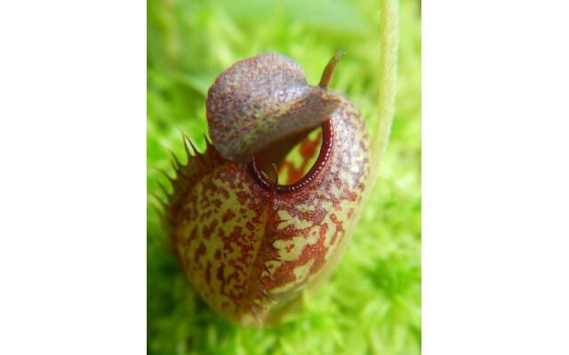 Nepenthes Aristolochiodes BE-4544 (Large) 