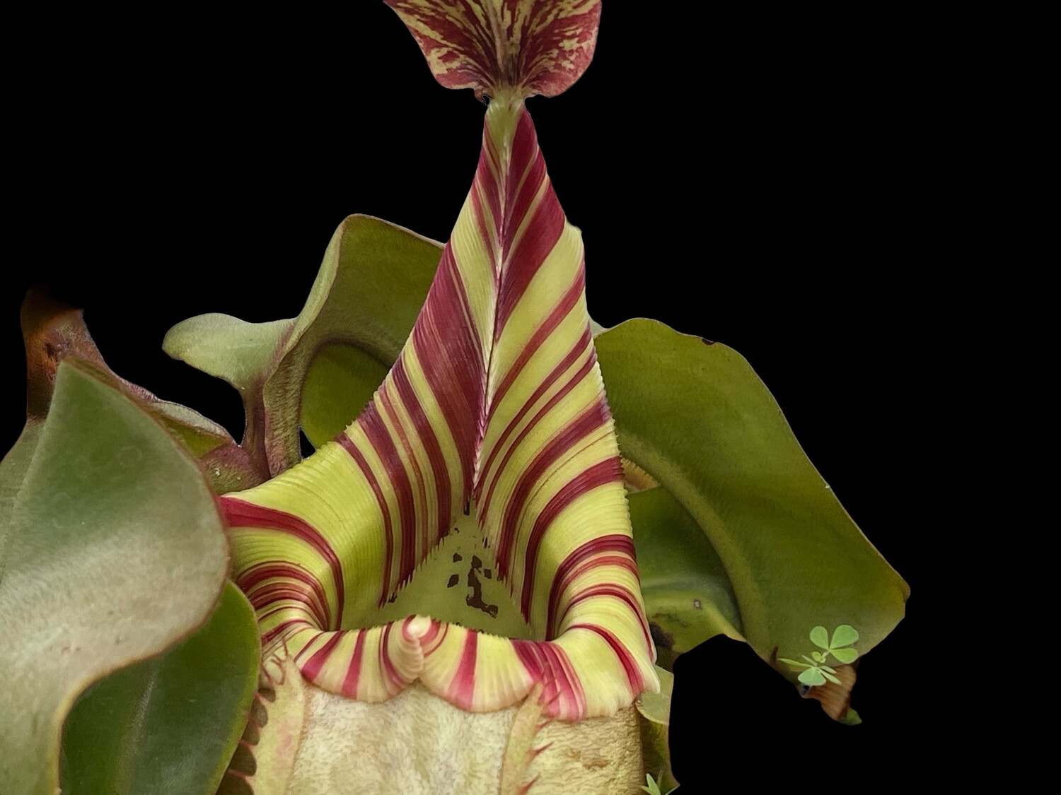 Nepenthes veitchii " Candy Stripe” BE-3734 (Large) 
