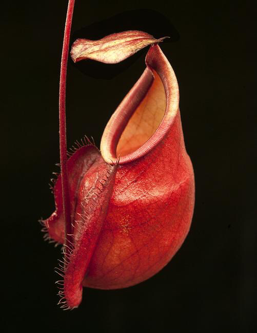 Nepenthes mirabilis var globosa BE-3928 The Best Clone (Small) Shade Lover
