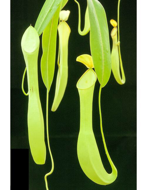 Nepenthes reinwardtiana BE-3159 (Medium) 