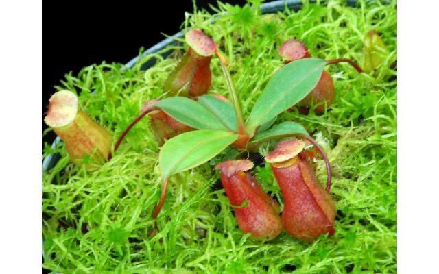 Nepenthes ventricosa x attenbourghii BE-4522