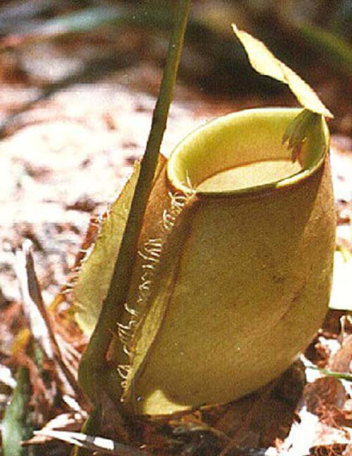 Nepenthes bicalcarata x ampullaria BE-3033 (medium)