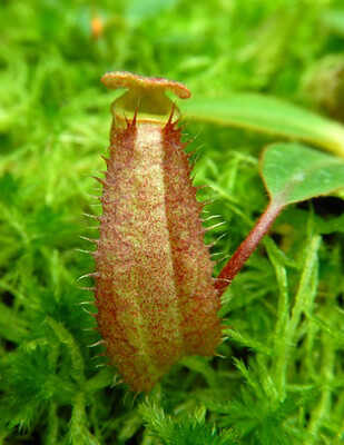 Nepenthes albomarginata x attenbourghii BE-4513 -Mega Sale!