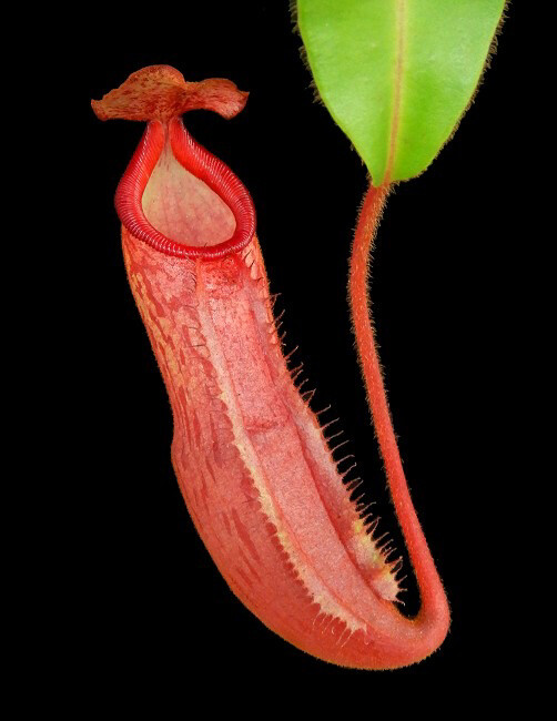 Nepenthes (veitchii x mira) X klossii BE-4548