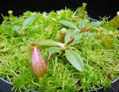 Nepenthes albomarginata x attenbourghii BE-4513 -Mega Sale!