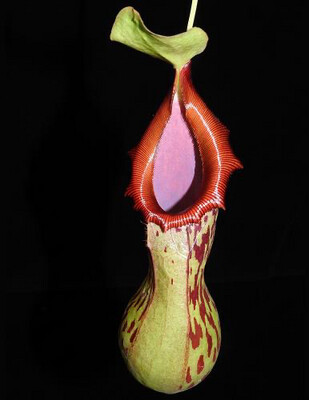 Nepenthes burkei - large