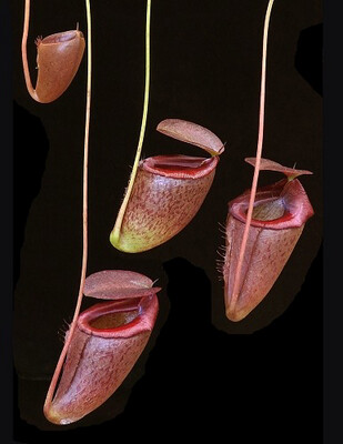Nepenthes rajah x tenuis (Medium) Mega Sale! 