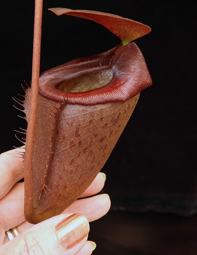 Nepenthes rajah x tenuis (Medium)