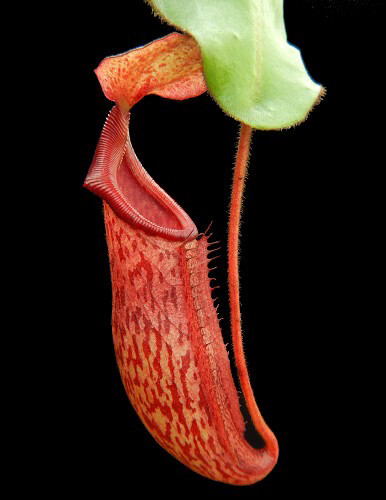 Nepenthes rajah x (veitchii x platychila)