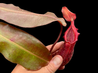 Nepenthes rajah x (veitchii x platychila)