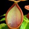 Nepenthes singalana x reinwardtiana