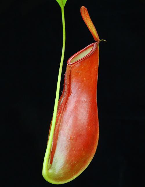 Nepenthes ampullaria x reinwardtiana