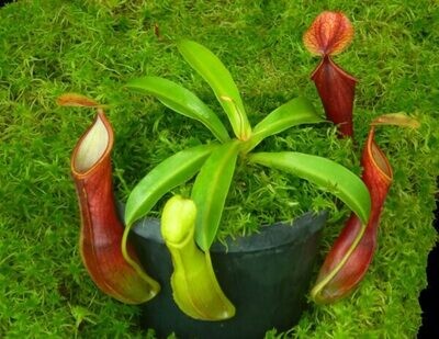 Nepenthes singalana x reinwardtiana