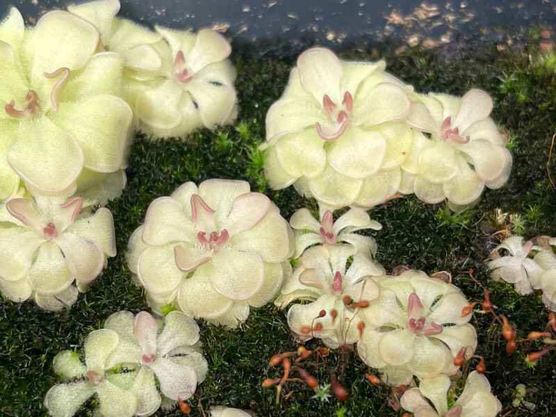 Pinguicula rotundiflora - Miniature Butterwort (Small)