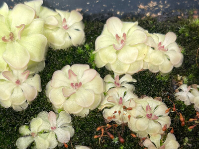 Pinguicula rotundiflora - Miniature Butterwort 2+ Plants