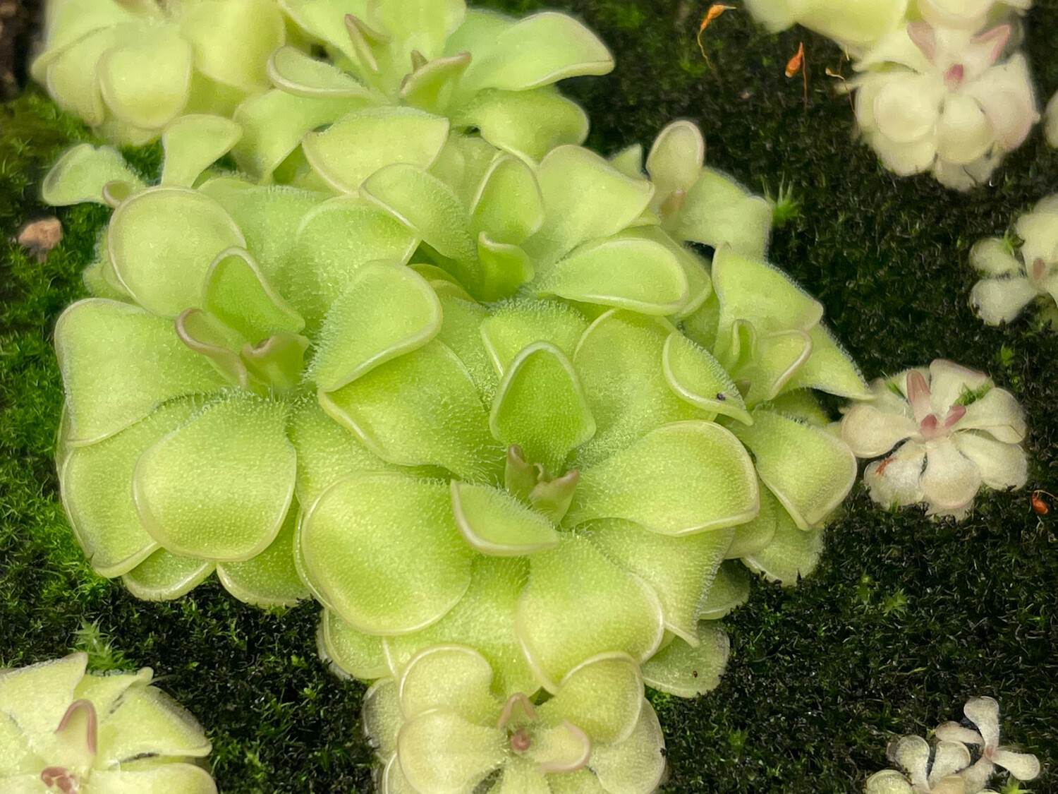 Pinguicula rotundiflora - Miniature Butterwort 2+ Plants