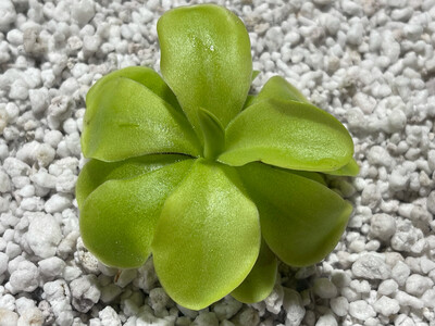 Pinguicula “Tina” (Medium)