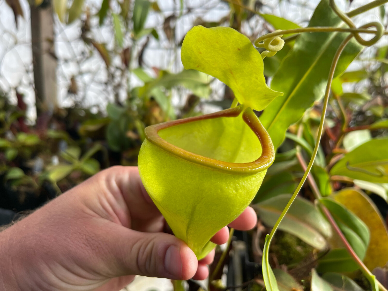 Nepenthes undulatifolia - Seed Grown (large)