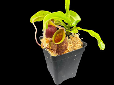 Nepenthes undulatifolia - Seed Grown (large)