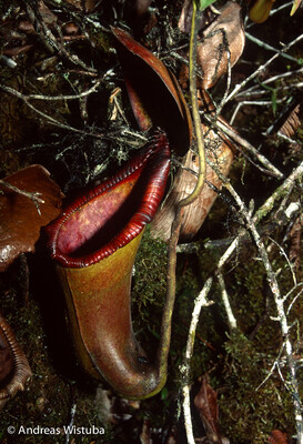 Nepenthes Trusmadiensis