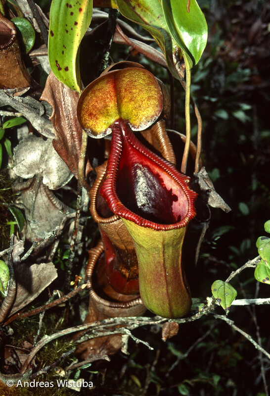 Nepenthes Trusmadiensis Clone 4