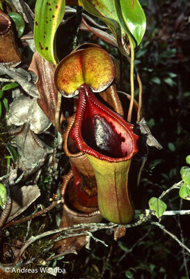 Nepenthes Trusmadiensis