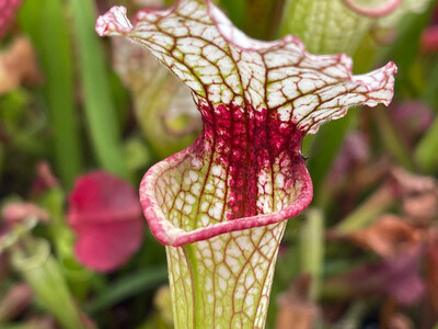 Sarracenia (leucophylla “red” X Wilkerson White Knight) X Leucophylla “Red Stripe Throat”