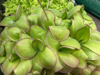 Pinguicula ibarrae - Tlanchinol, Mex.  (Medium )