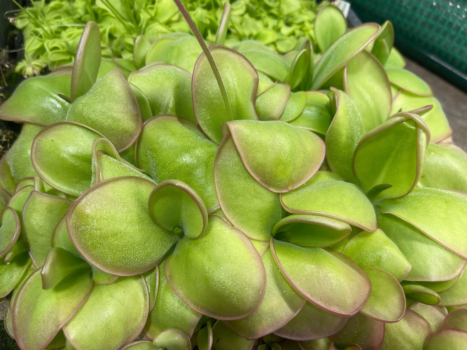 Pinguicula ibarrae - Tlanchinol, Mex.  (Medium )