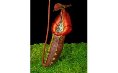 Nepenthes singalana x (burbidgeae x edwardsiana) BE-3984 Nice plants!