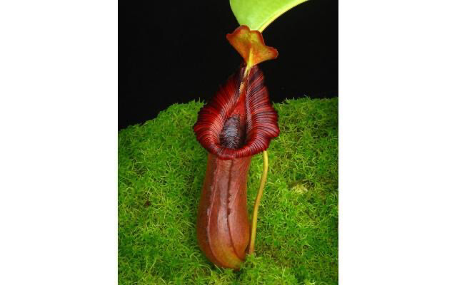 Nepenthes Trusmadiensis x robcantleyi BE-4022