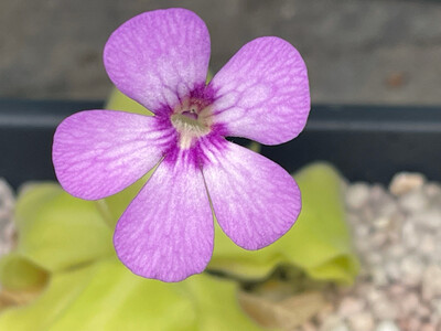 Pinguicula “Tina” (Medium)