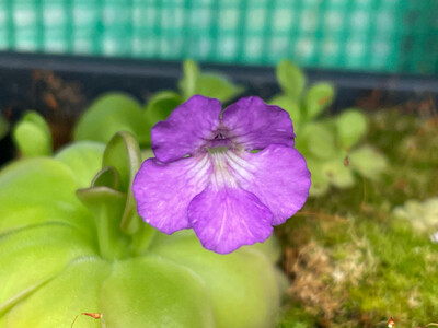 Pinguicula “Hanka” (Small)