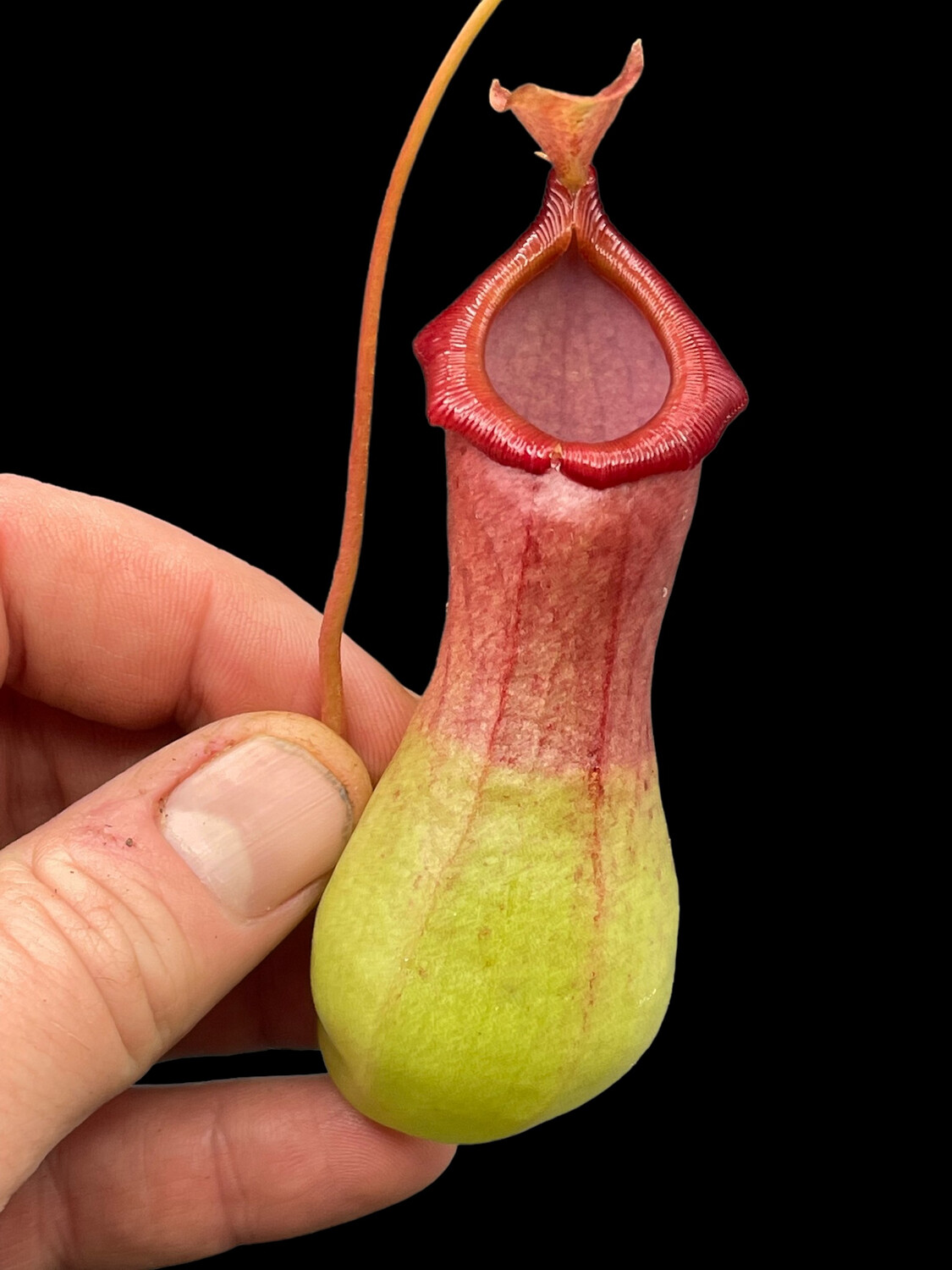 Nepenthes "DeRoose alata"