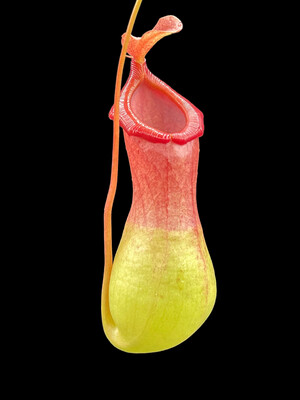 Nepenthes "DeRoose alata"