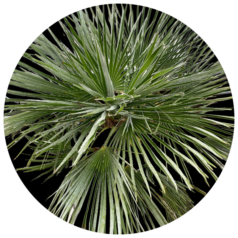 COLD HARDY PALMS
