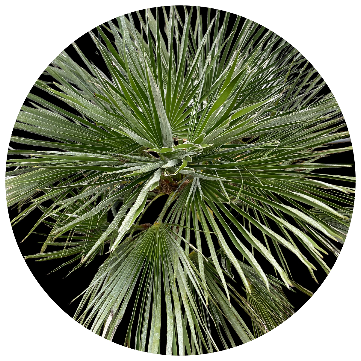 Cold Hardy Palm Trees for Sale | Trachycarpus & Butia