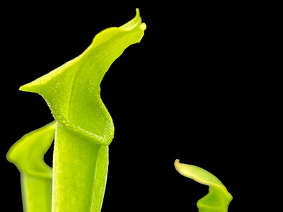 Sarracenia alata var viridescens Pubescent form 