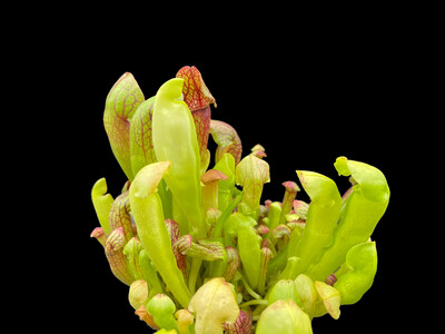 Sarracenia Swaniana