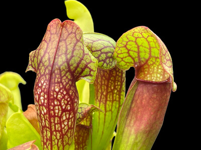 Sarracenia Swaniana