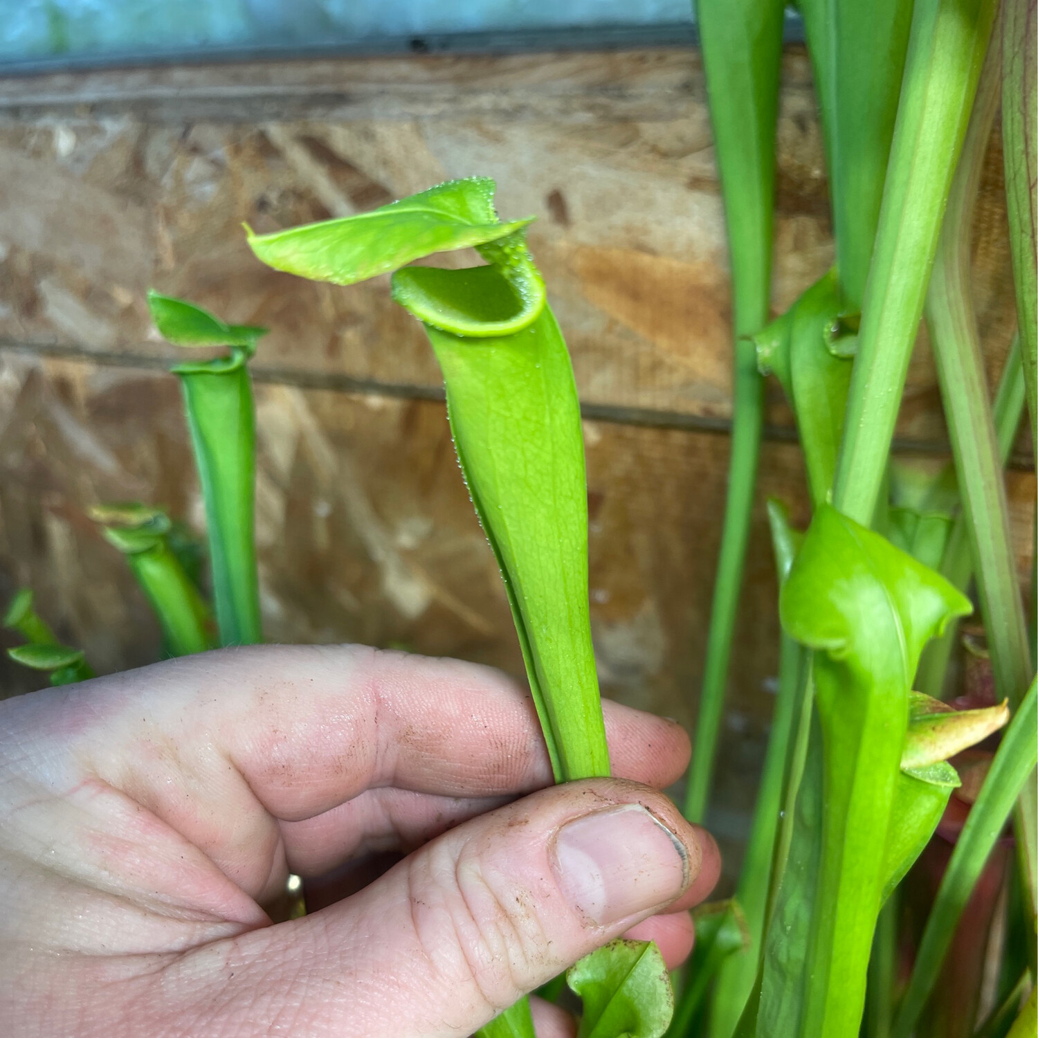 Sarracenia flava var. maxima Green Swamp, NC - Limited! 