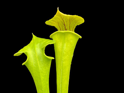 Sarracenia flava Mc Clenville, SC (Assorted Varieties) 