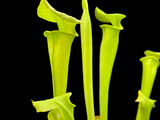 Sarracenia flava Columbia/ Tyrrell Co. NC (Fall line)(Assorted Varieties) 