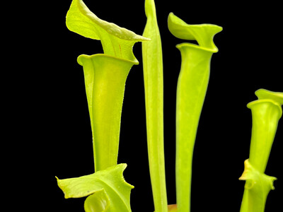 Sarracenia flava Columbia/ Tyrrell Co. NC (Fall line)(Assorted Varieties) 